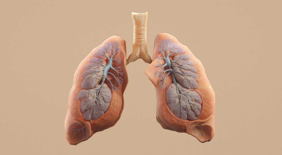 How Mucus Buildup in Lungs Happens (And Why It's Hard to Clear)